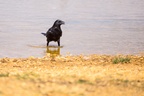 Crow Paddling
