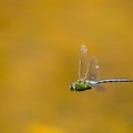 Male Emperor Dragonfly in Flight