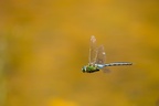 Male Emperor Dragonfly in Flight