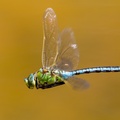 Male Emperor Dragonfly