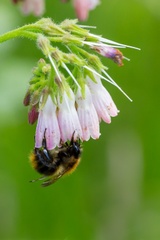 Carder Bumblebee on Comfrey
