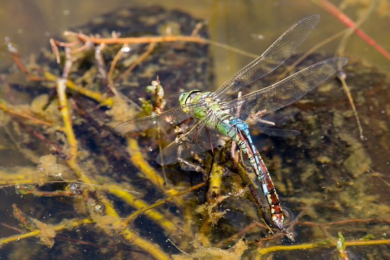 Egg Laying Emperor Dragonfly with Piggyback Damselfly