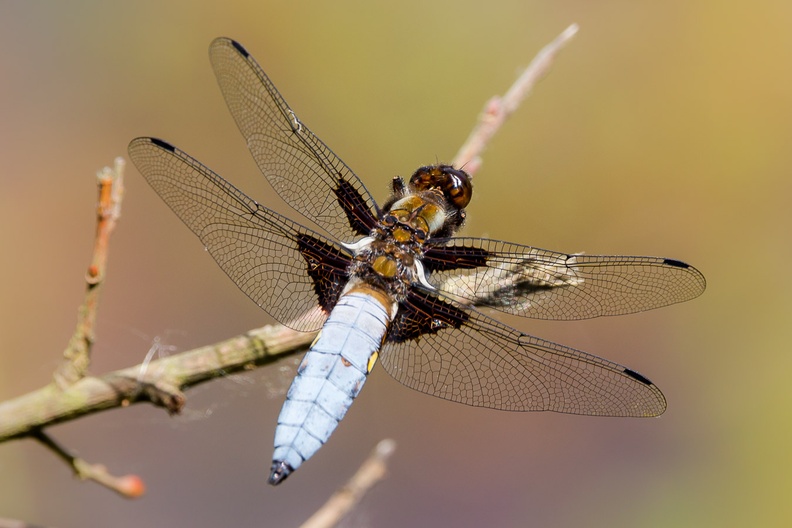 broad-bodied-chaser-s150-600-cg-6D3272.jpg