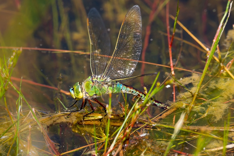 Emperor Dragonfly Laying Eggs