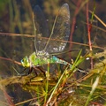 Emperor Dragonfly Laying Eggs