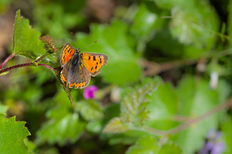 small-copper-butterfly-irix150-g-pk113810.jpg