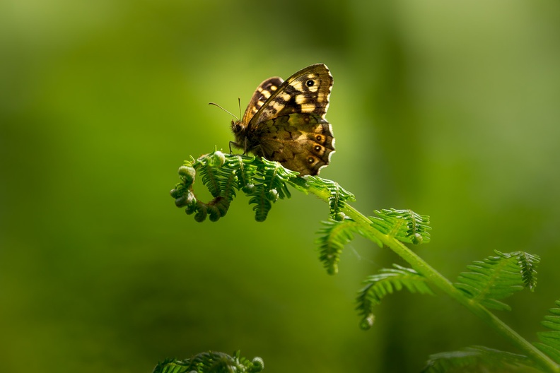 speckled-wood-s150-600-g-6D3053.jpg