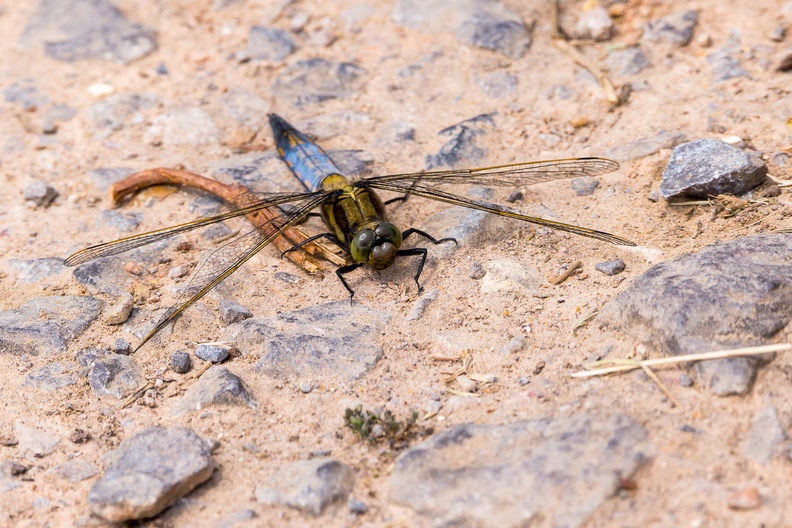 dragonfly-s150-600-g-6D3514.jpg