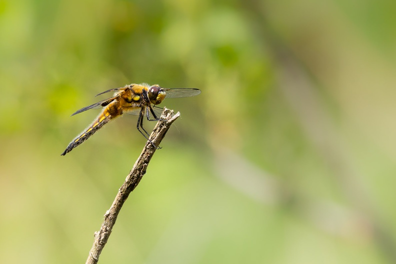 dragonfly-s150-600-g-6D3554.jpg