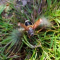 Cockchafer Beetle in Flight