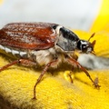 Cockchafer Beetle