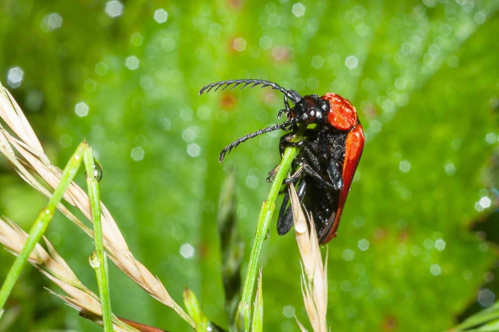 Black-headed Cardinal Beetle