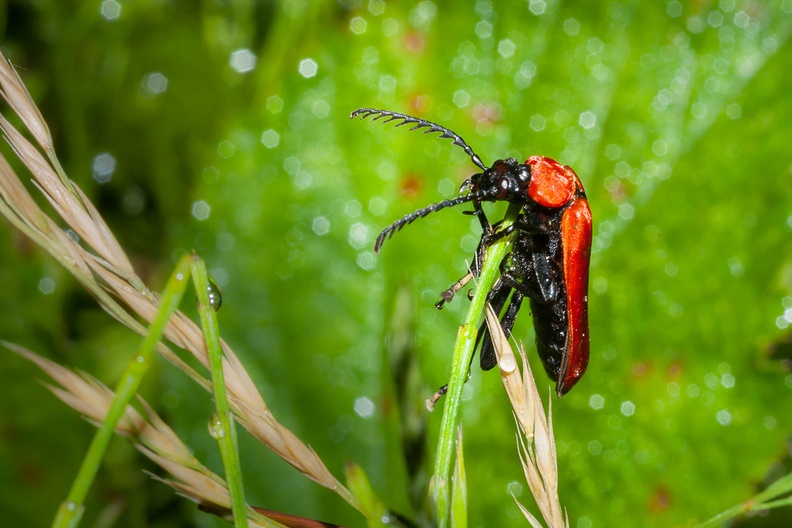 cardinal-beetle-emarit60-g-400D-0214.jpg