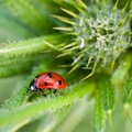 7 Spot Ladybird on Thistle