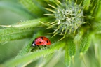 7 Spot Ladybird on Thistle