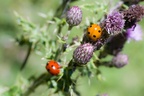 7-spot ladybirds