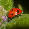ladybird-c7-g-400d-3224.jpg