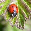 Seven Spot Ladybird