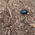 dung-beetle-sp60-300-g-PK10154.jpg