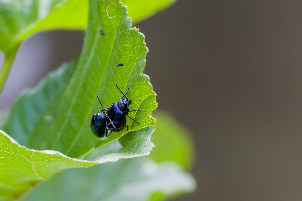 Mating Alder leaf Beetles