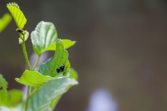 Alder leaf Beetles Mating