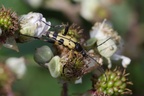Spotted Longhorn Beetle