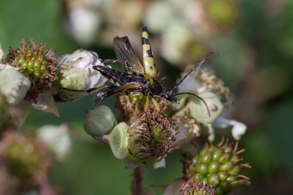 Spotted Longhorn Beetle in Flight