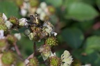Spotted Longhorn Beetle in Flight