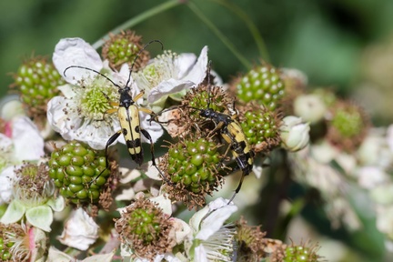 Spotted Longhorn Beetles