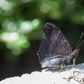 peacock-butterfly-sp90mm-g-400d-4994.jpg