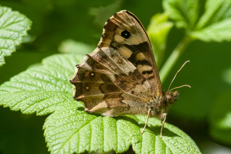 speckled-wood-sp90x2-g-40d-03488.jpg