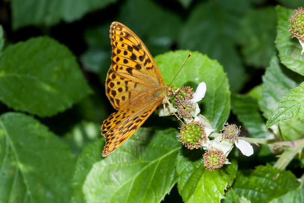 Silver-washed Fritillary Butterfly