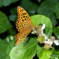 fritillary-butterfly-elmarit60-g-40d-05916.jpg