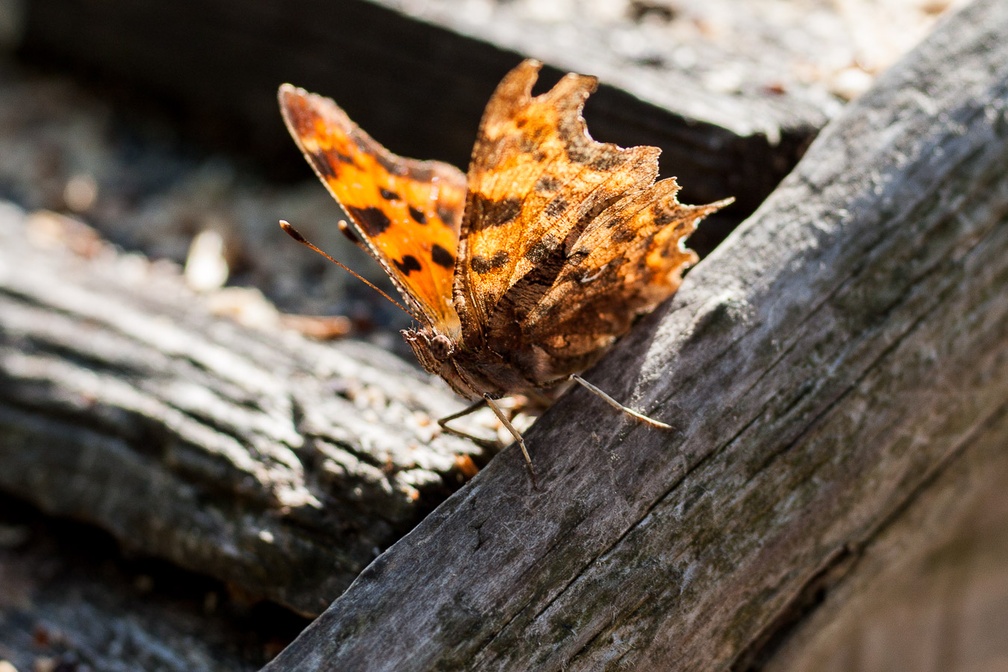 Comma Butterfly (Polygonia C-album)