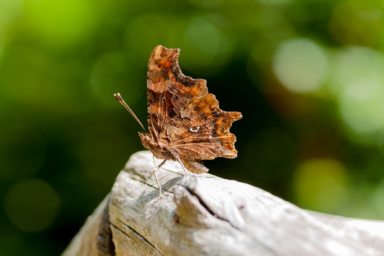 Comma Butterfly (Polygonia C-album)