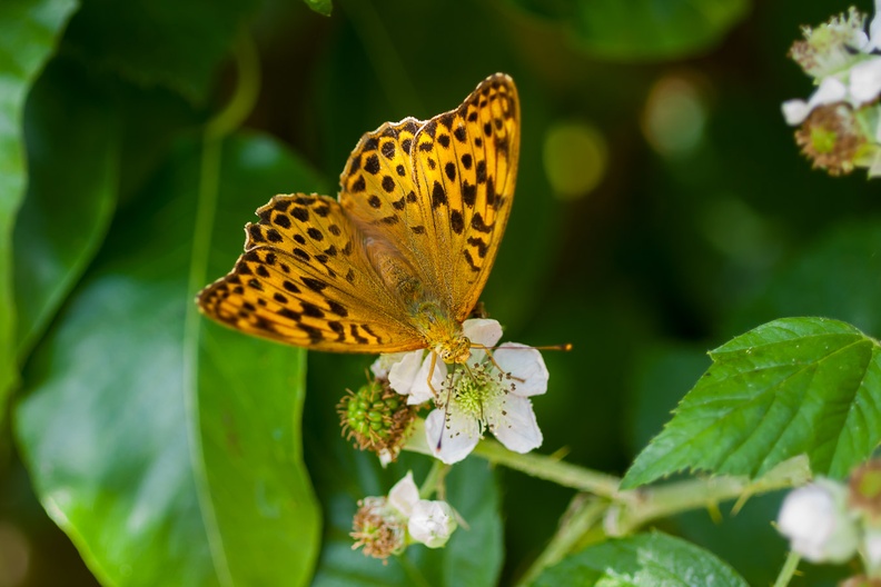 fritillary-butterfly-elmarit60-g-40d-05906.jpg