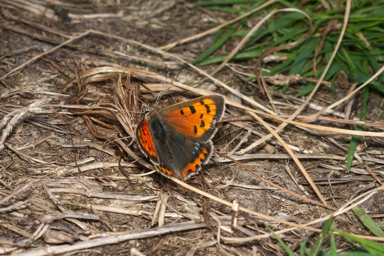 copper-butterfly-sp35-80-g-40d-08889.jpg