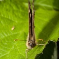 Speckled Wood Face On