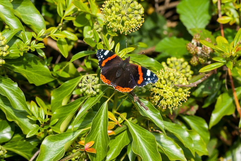 Red Admiral on Ivy Plant