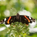 Red Admiral Butterfly Portrait