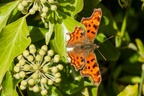 Comma Butterfly on Ivy