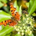 Comma Butterfly with honey bee