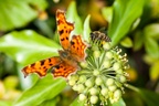 Comma Butterfly with honey bee