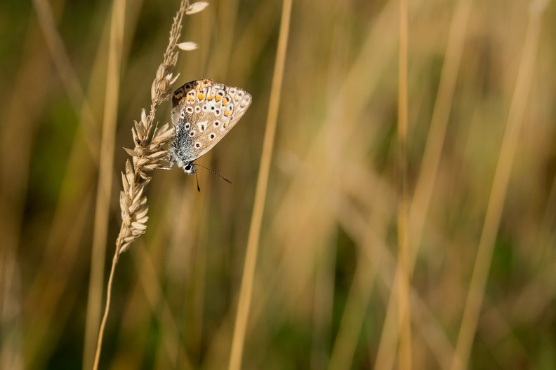 Common Blue Female Butterfly