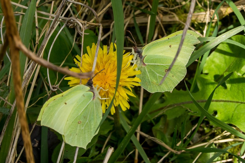 Brimstone Butterflies on Dandelion
