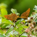 Silver-washed Fritillary Butterflies