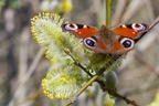 Peacock Butterfly on Catkin