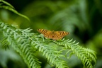Silver-Washed Fritillary Butterfly