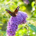 Peacock Butterfly on Buddleia