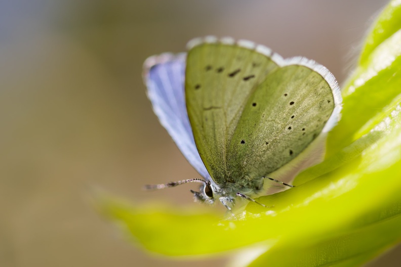 holly-blue-butterfly-sp90x2-g-pk1-16941.jpg